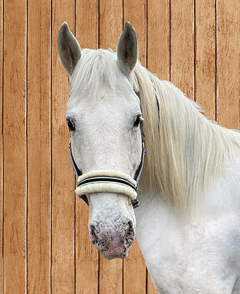 Pötti.JPEG