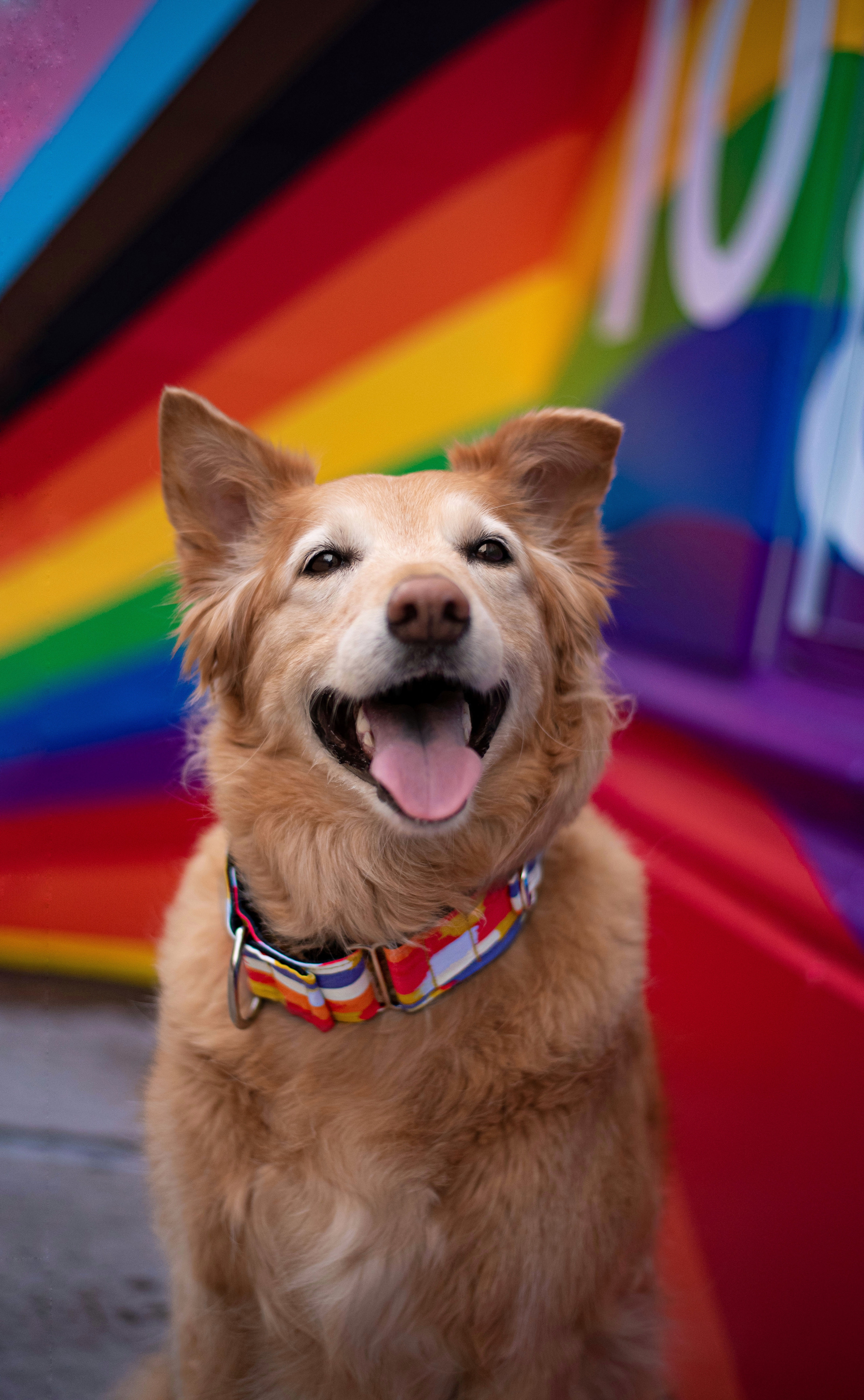 Brushstroke Pride Collar