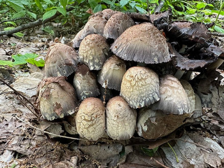 Champignons