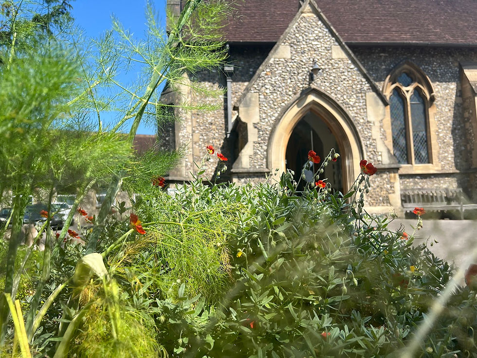 creation care