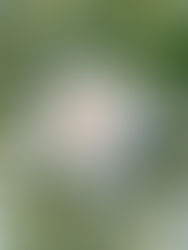 Zmierzch – herbata, na wyciszenie ciała i myśli, gdy dzień powoli zasypia