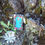 Thumbnail: Teal Fairy door