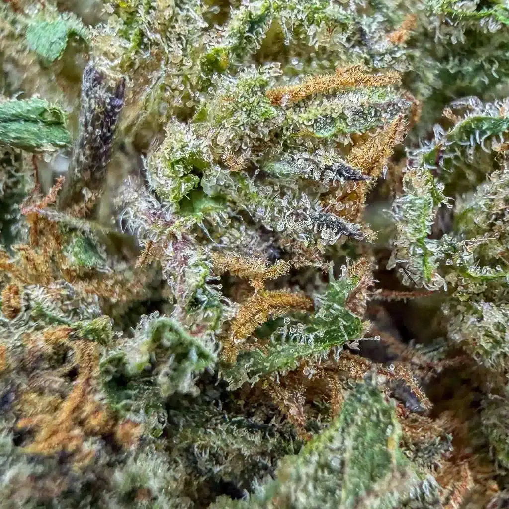 Cosmic Cookie 🍪​ - Baby Bud - Cali USA | Glasshouse