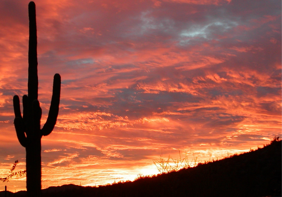 Saguaro_National_Park_at_sunset