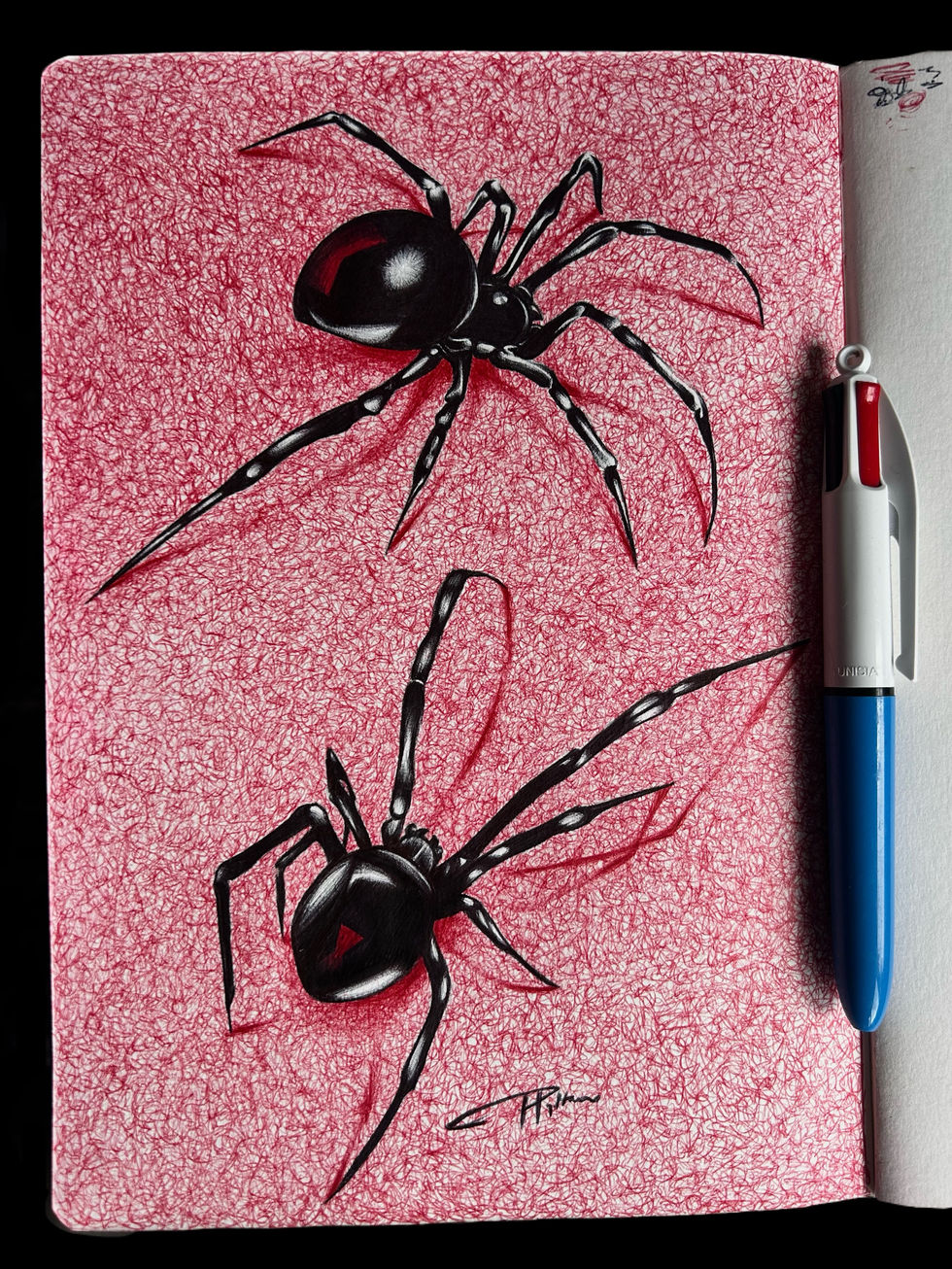 Spiders