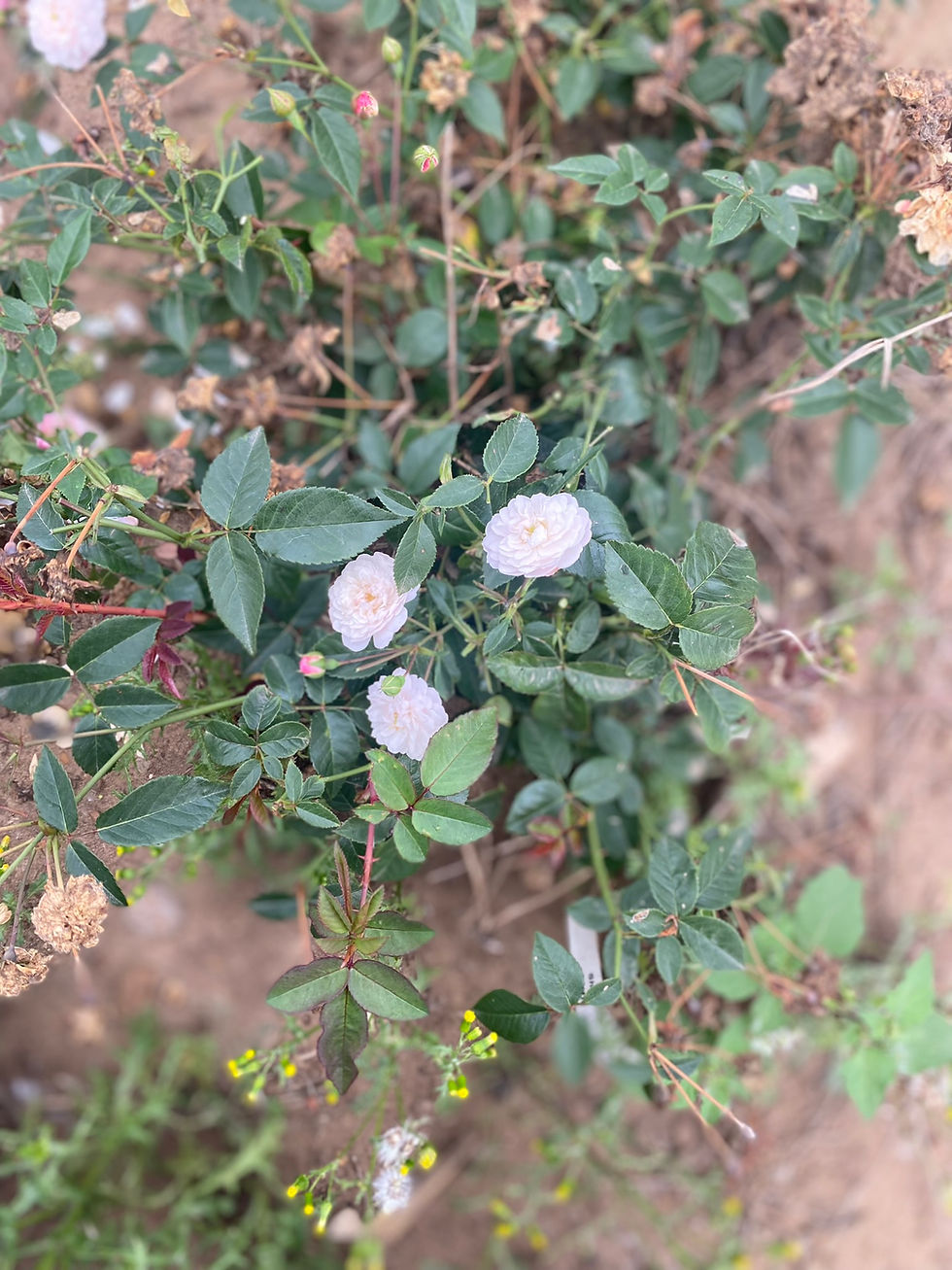 Thumbnail: Shrub Rose 'Little White Pet'