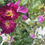 Thumbnail: Floribunda Rose 'Night Owl'