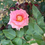 Thumbnail: Hybrid Tea Rose 'Scent Sation'