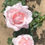 Thumbnail: Hybrid Tea Rose 'Bride and Groom'