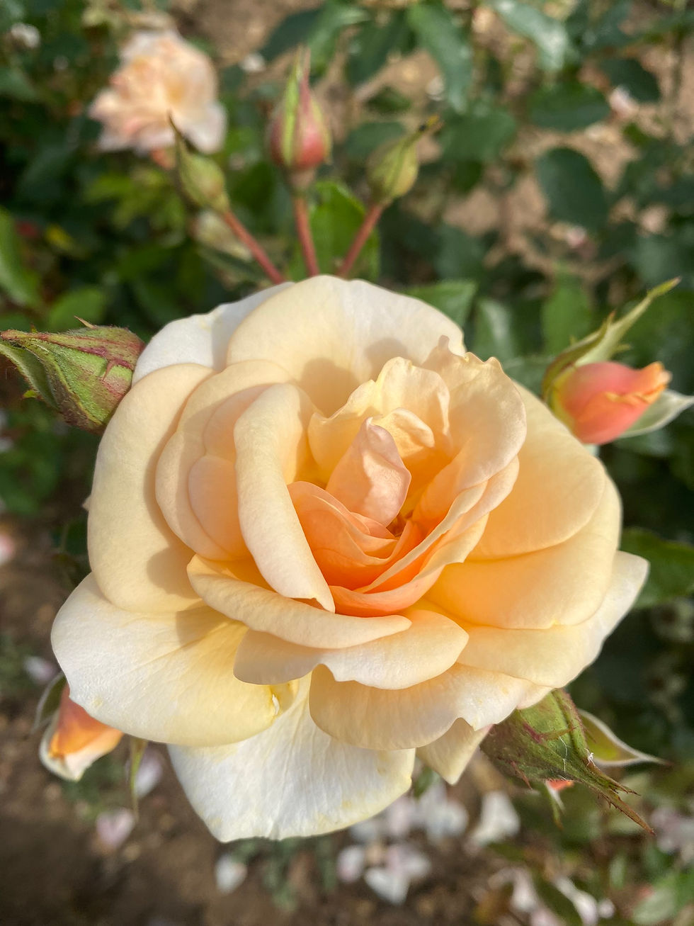 Floribunda Rose 'Sweet Honey'