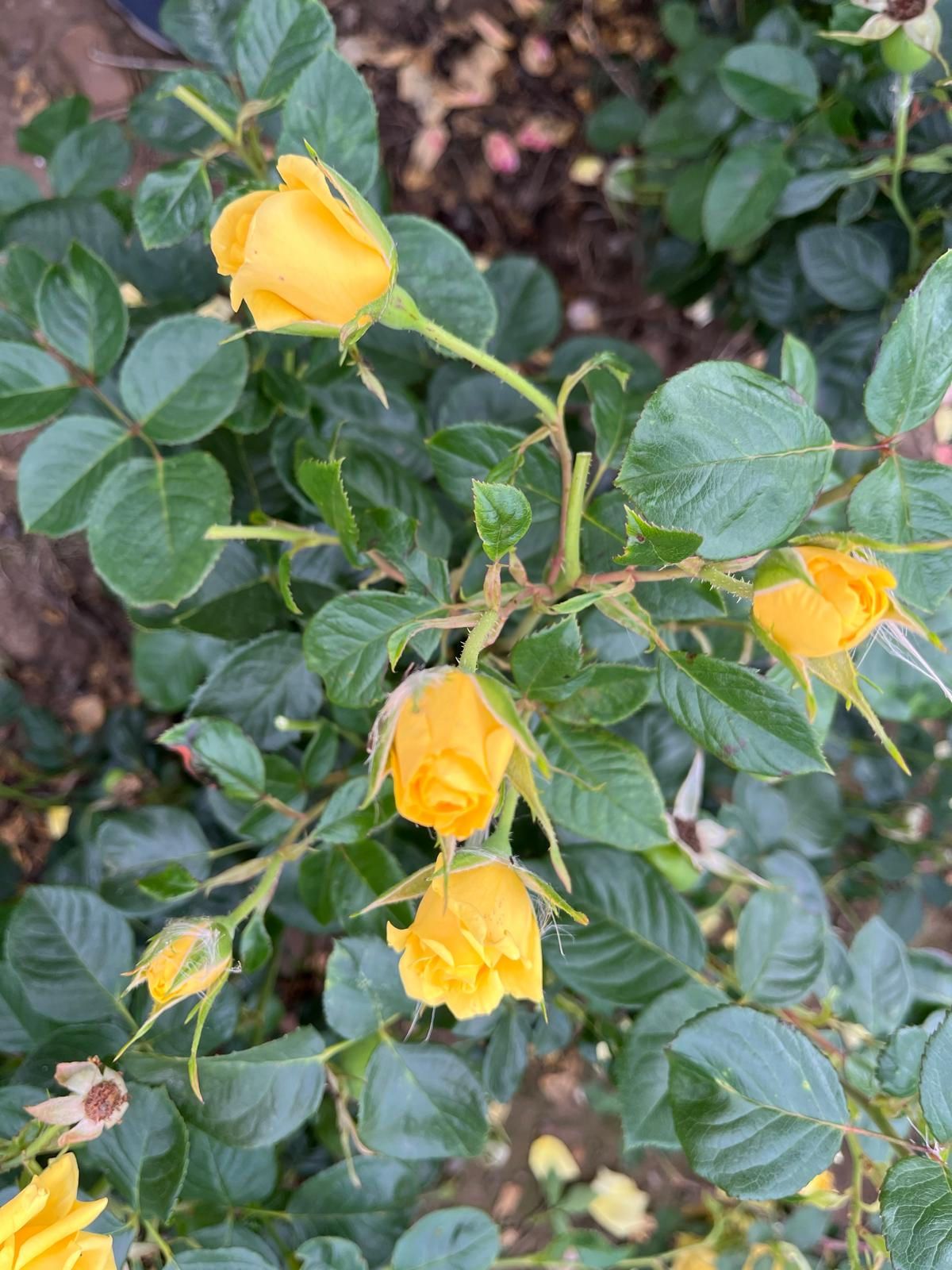 Climbing Rose 'Gardener's Glory'