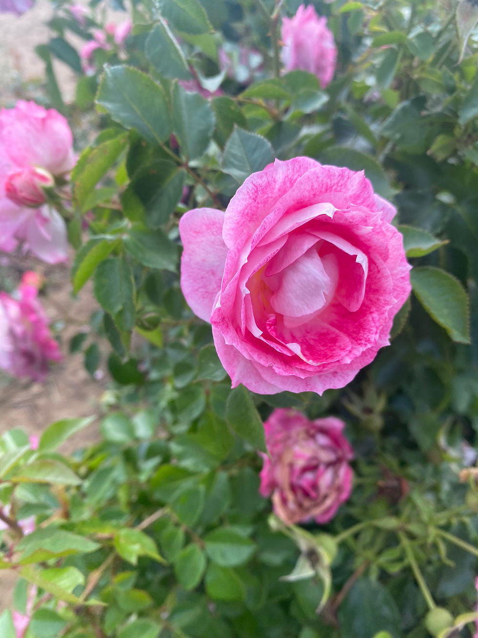 Thumbnail: Floribunda Rose 'Let's Celebrate'