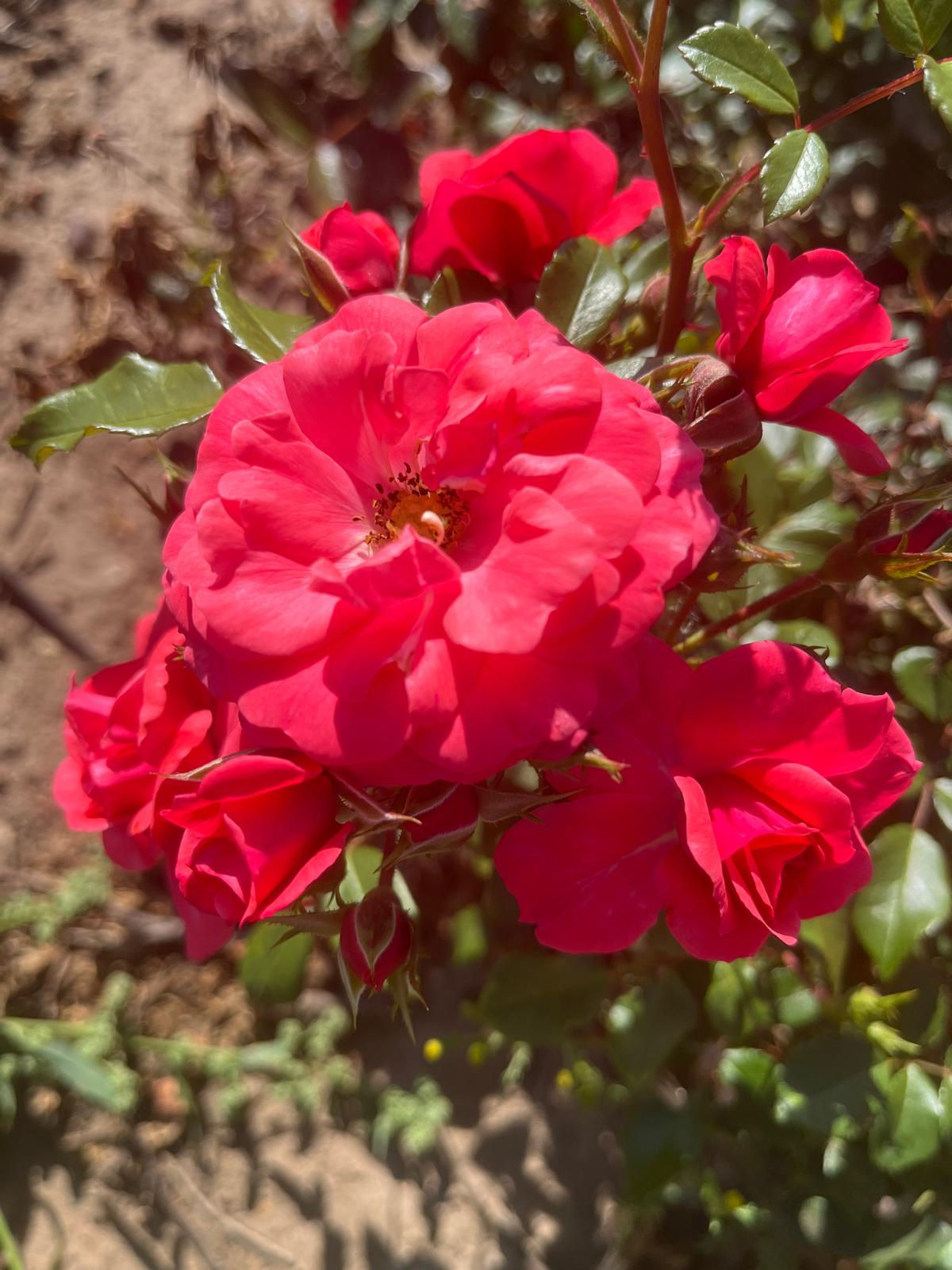 Ground Cover Rose 'Wiltshire'