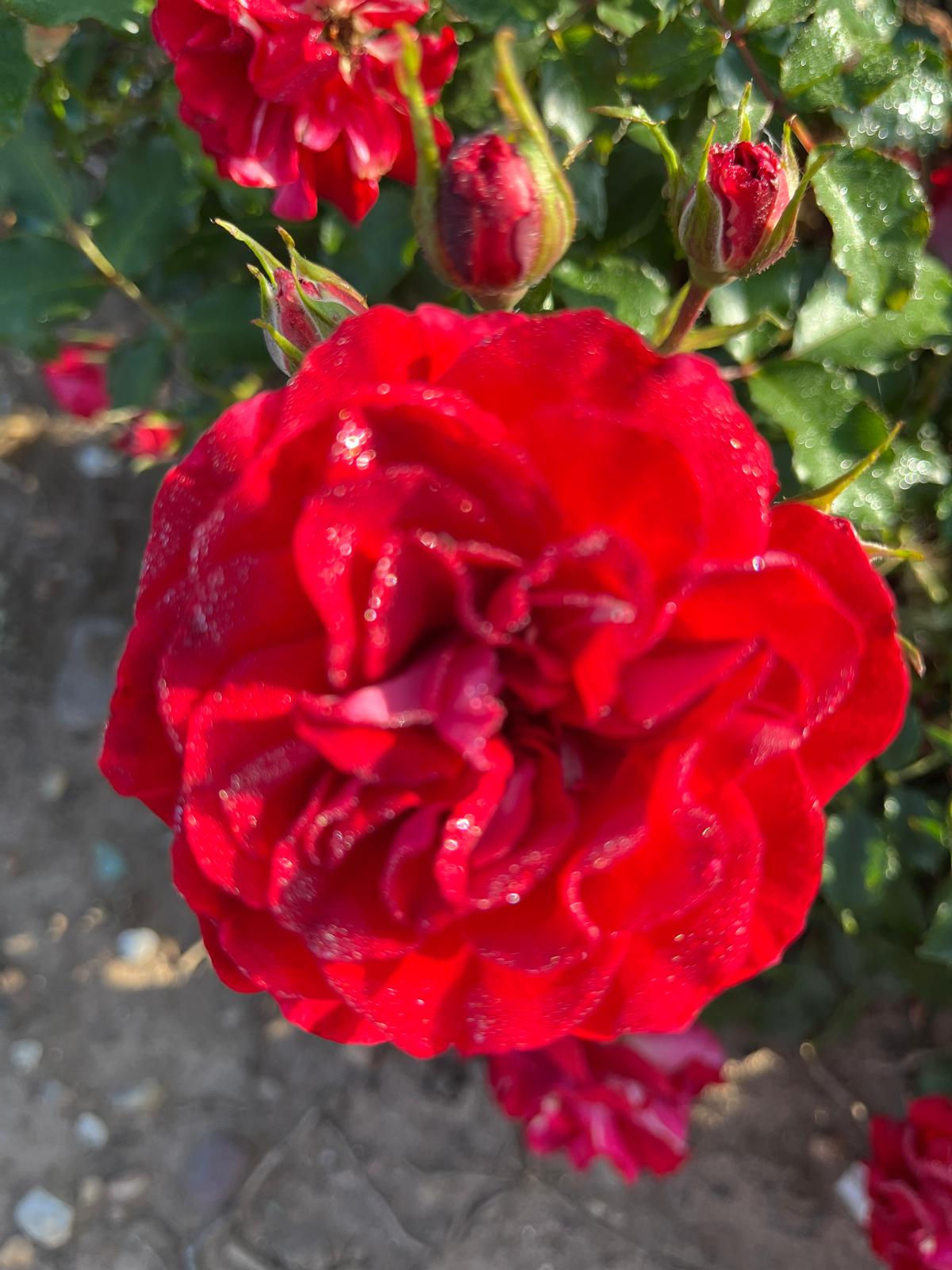 Miniature Patio Rose 'Festival'