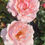 Thumbnail: Floribunda Rose 'Valentine Heart'