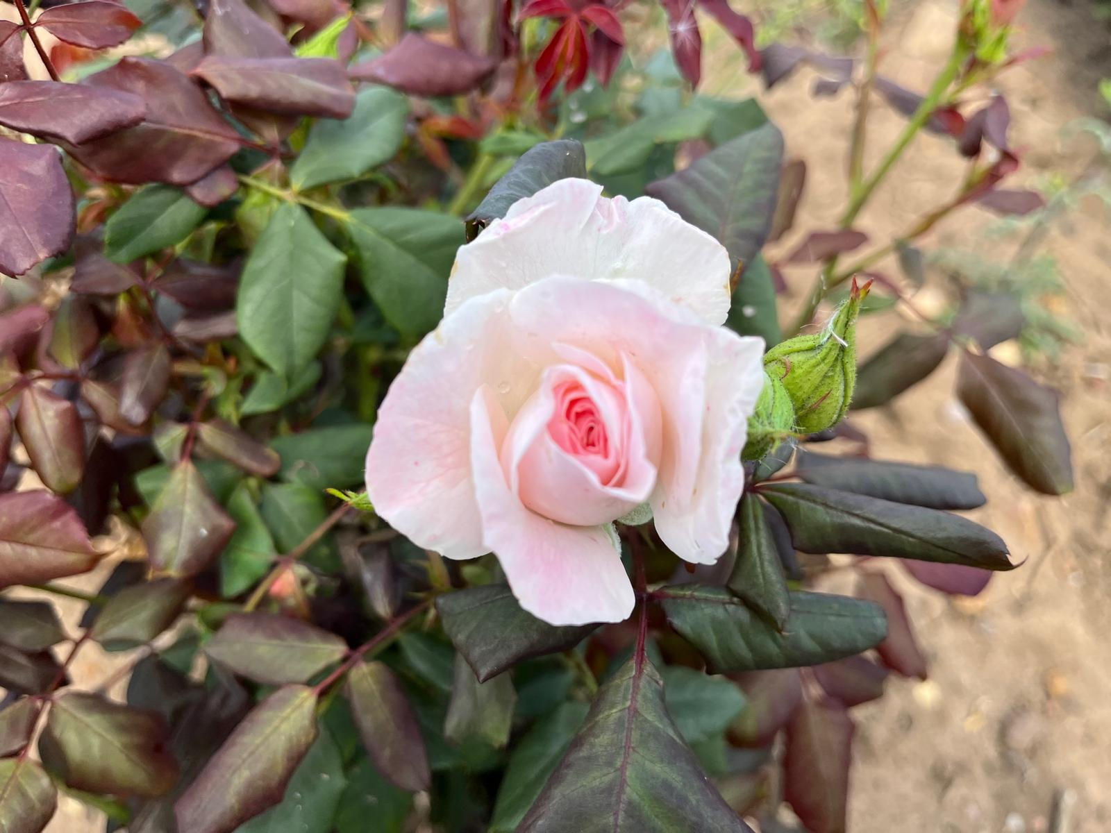 Floribunda Rose 'English Miss'