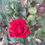 Thumbnail: Hybrid Tea Rose 'Ruby Wedding'