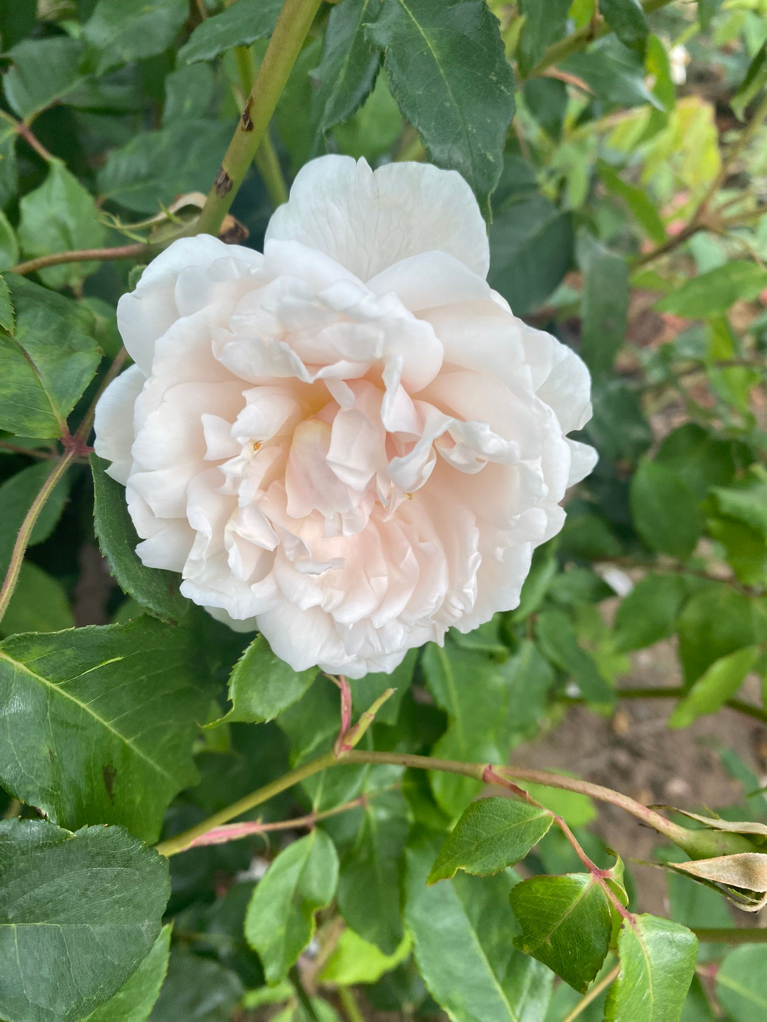 Climbing Rose 'Mme Alfred Carrière'