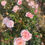 Thumbnail: Floribunda Rose 'Valentine Heart'