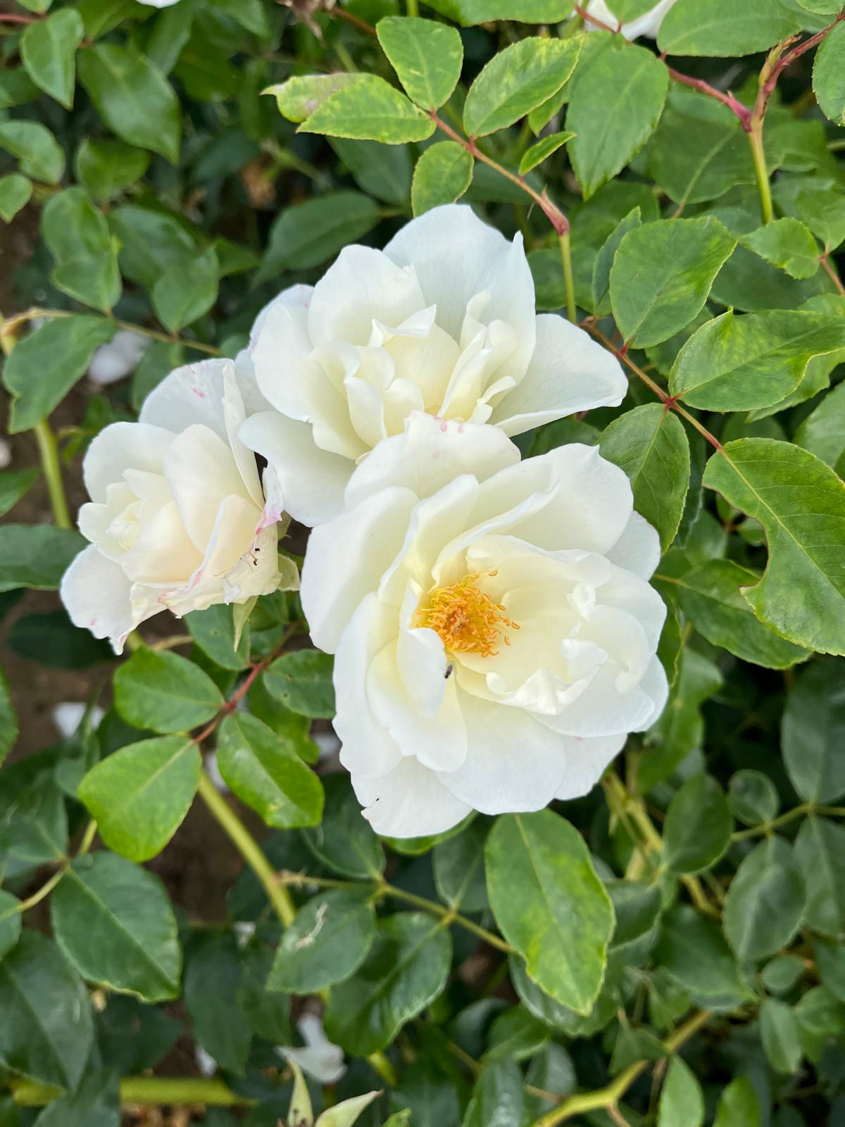 Climbing Rose 'Iceberg'