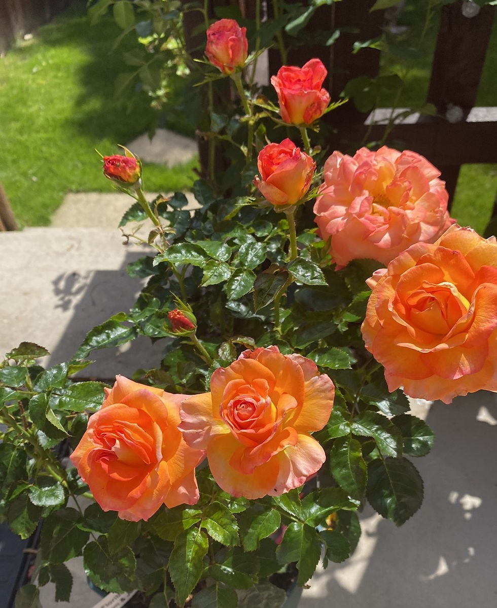 Thumbnail: Floribunda Rose 'Jam and Jerusalem'