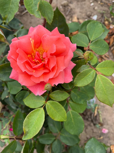 Climbing Rose 'Leaping Salmon' | country park roses