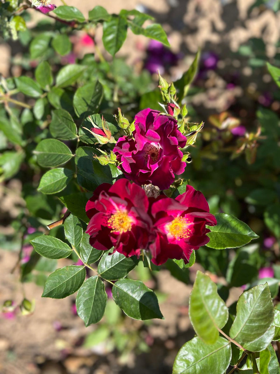 Thumbnail: Floribunda Rose 'Night Owl'