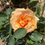 Thumbnail: Hybrid Tea Rose 'Warm Wishes'