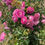 Thumbnail: Floribunda Rose 'Let's Celebrate'