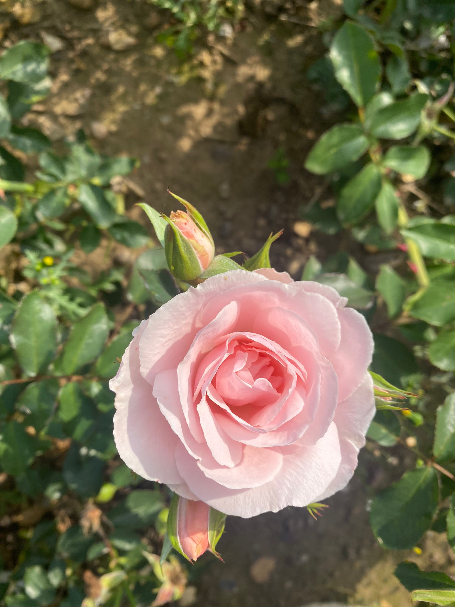 Floribunda Rose 'Many Happy Returns'