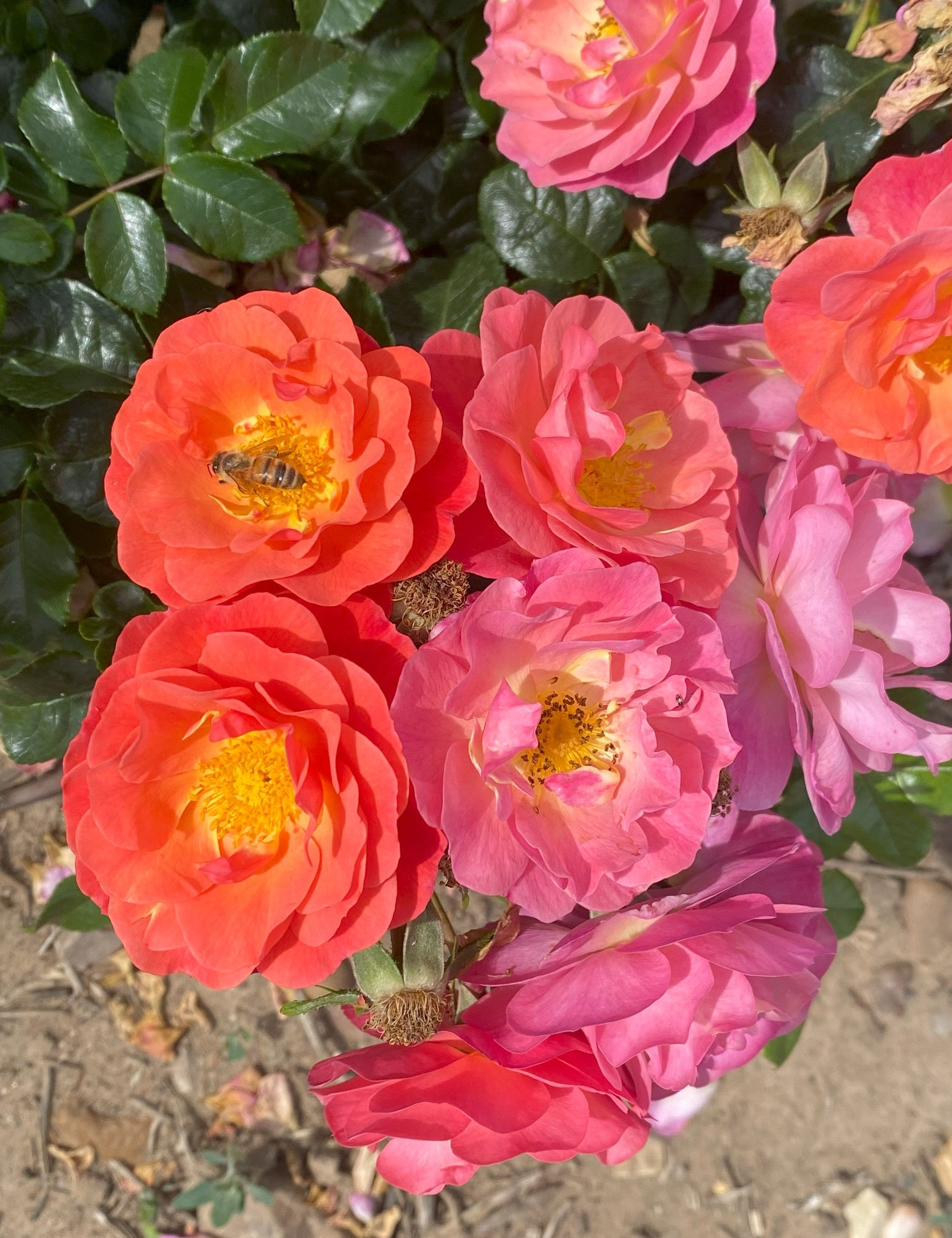 Floribunda Rose 'Secret Smile'