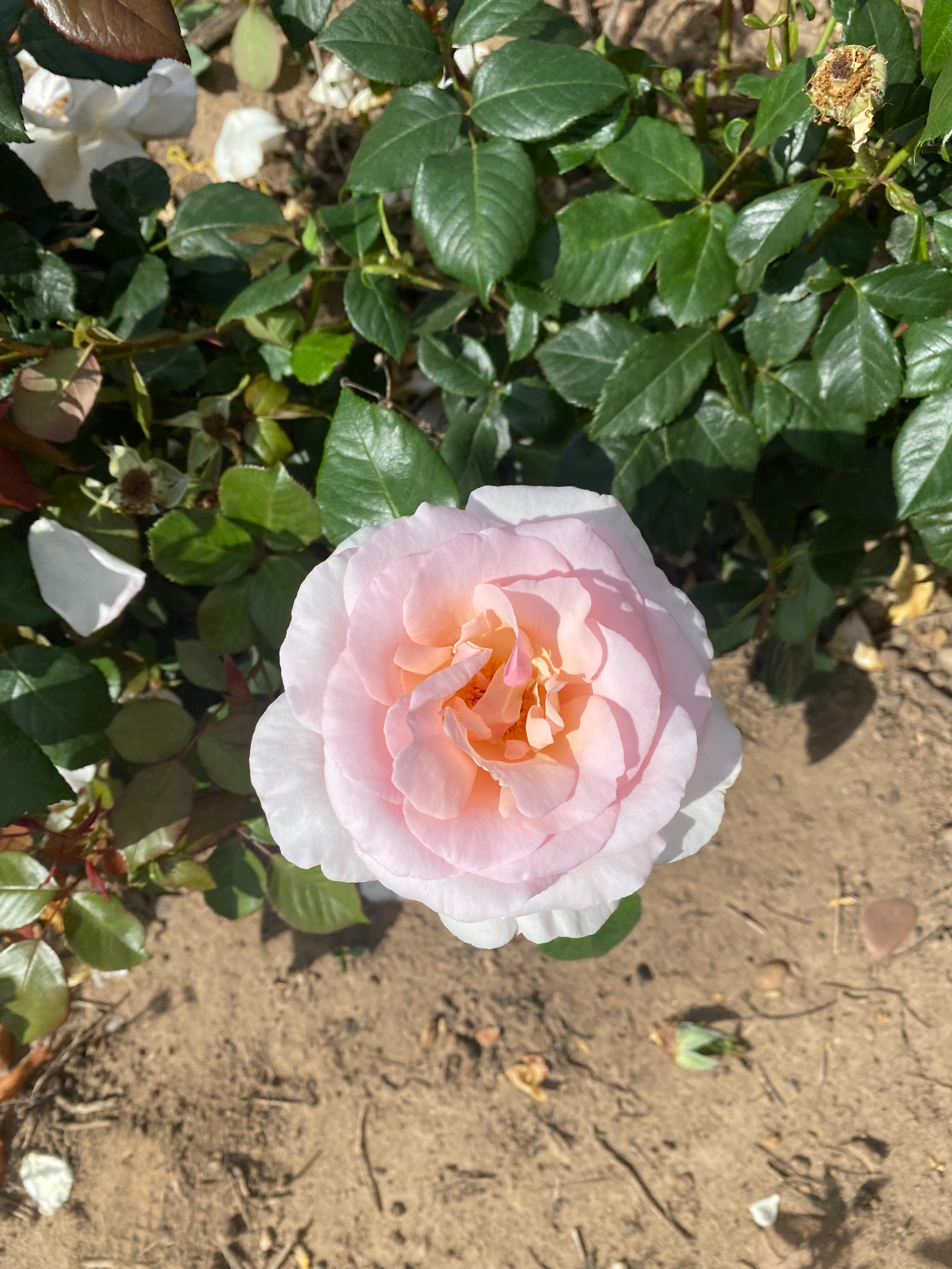 Hybrid Tea Rose 'A Whiter Shade of Pale'