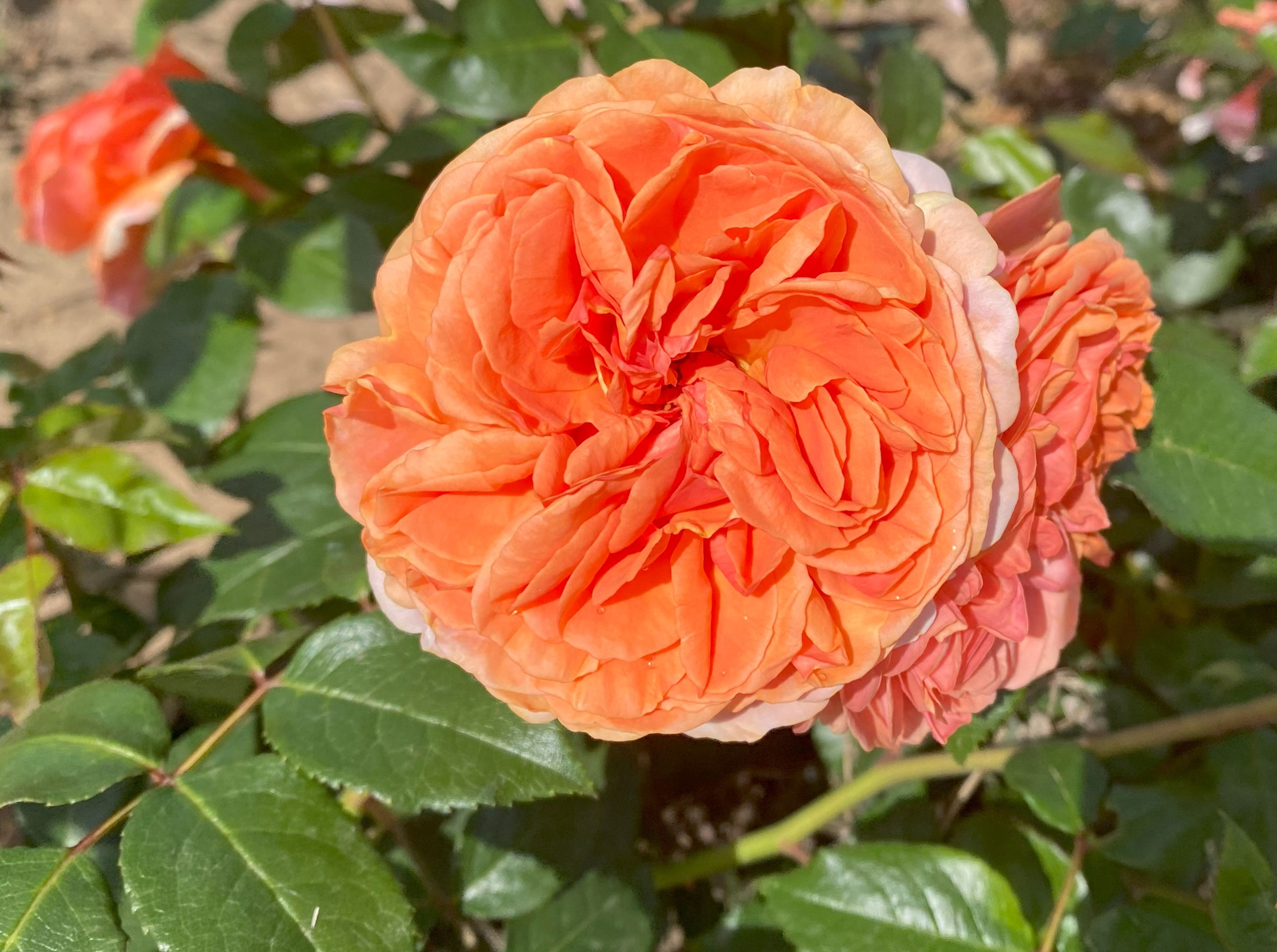 Hybrid Tea Rose 'Duchess of Cornwall'