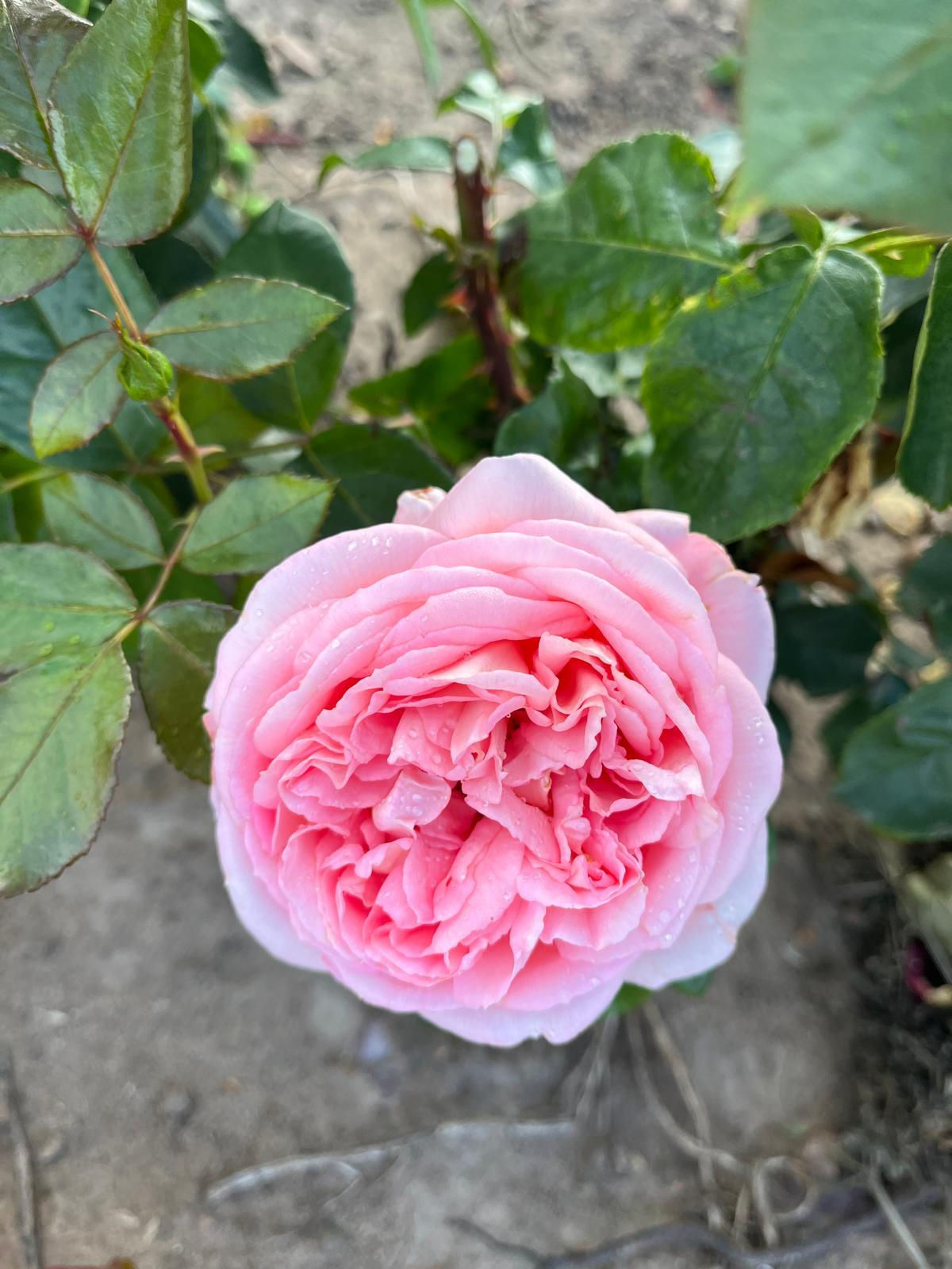 Hybrid Tea Rose 'Pink Martini'