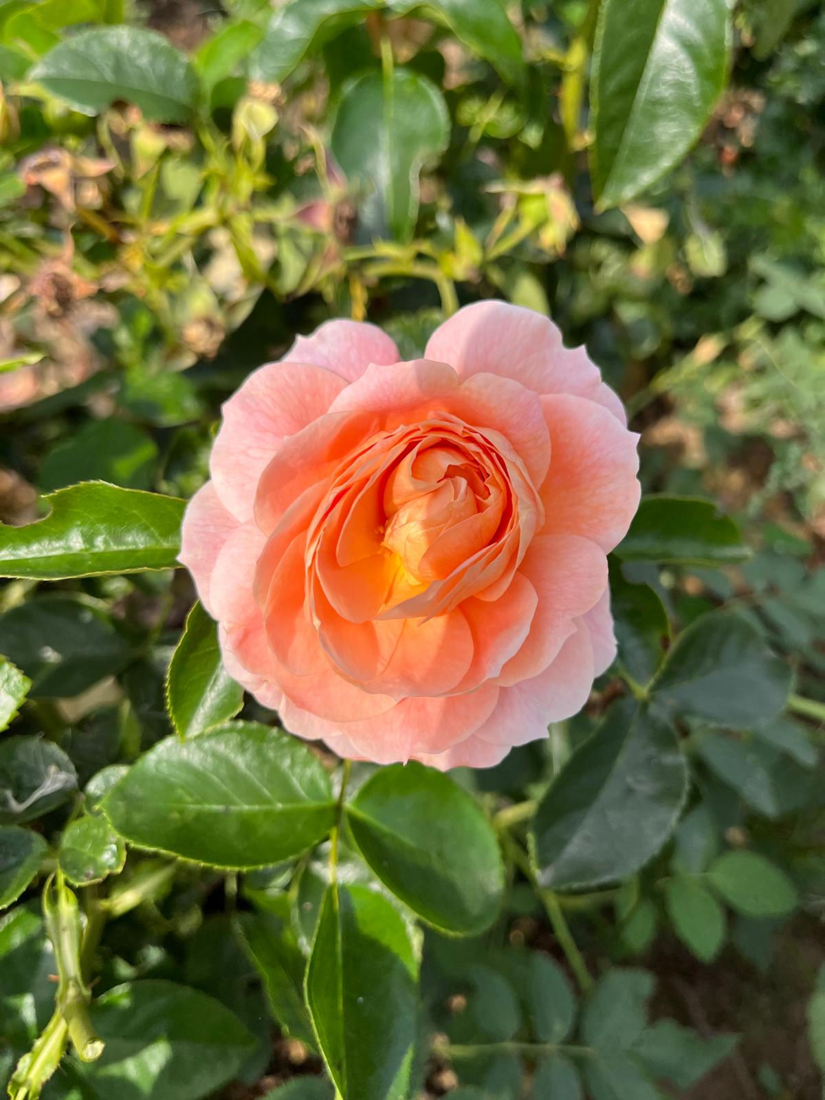 Floribunda Rose 'It's a wonderful life'