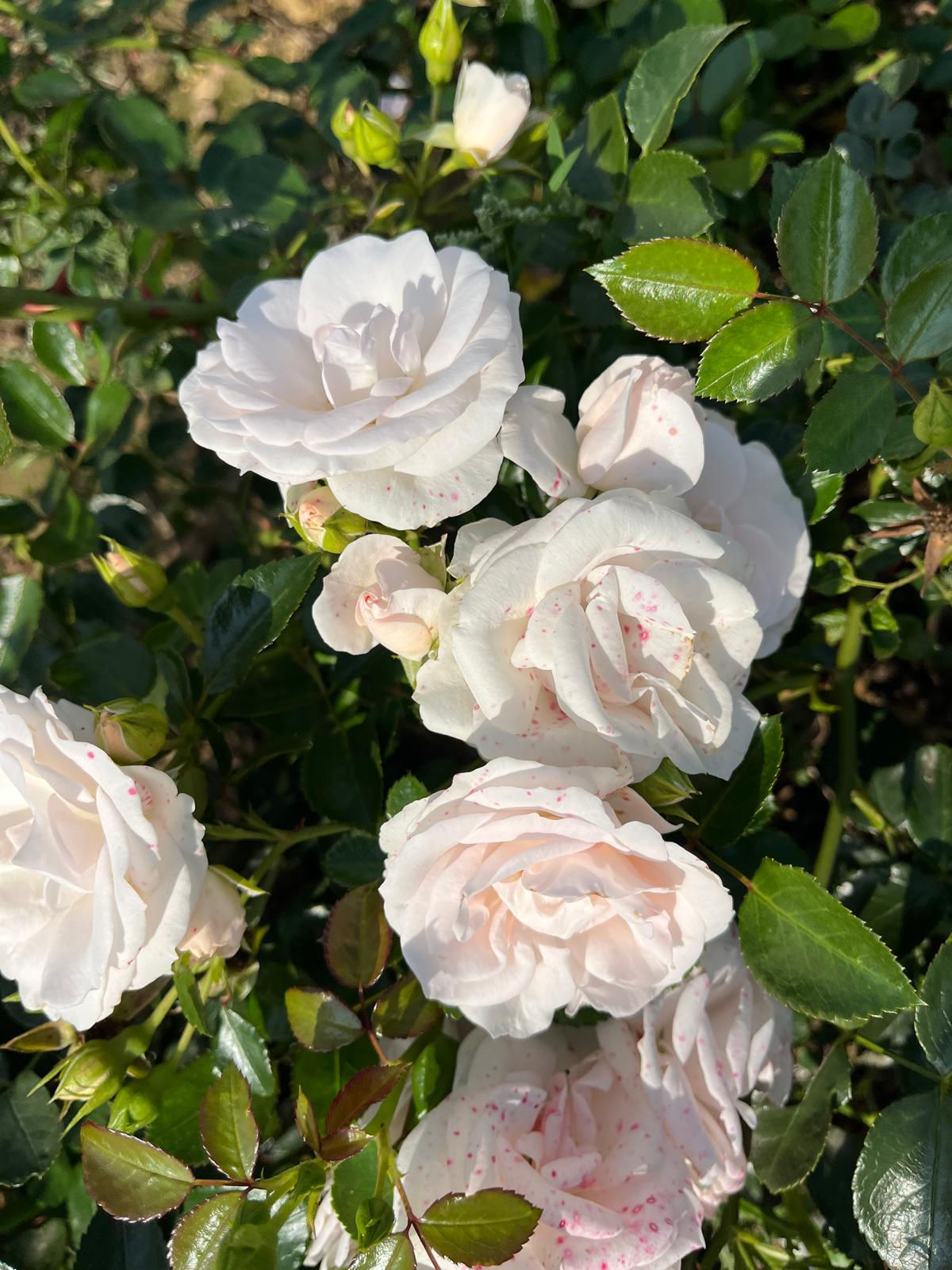 Floribunda Rose 'Special Child'