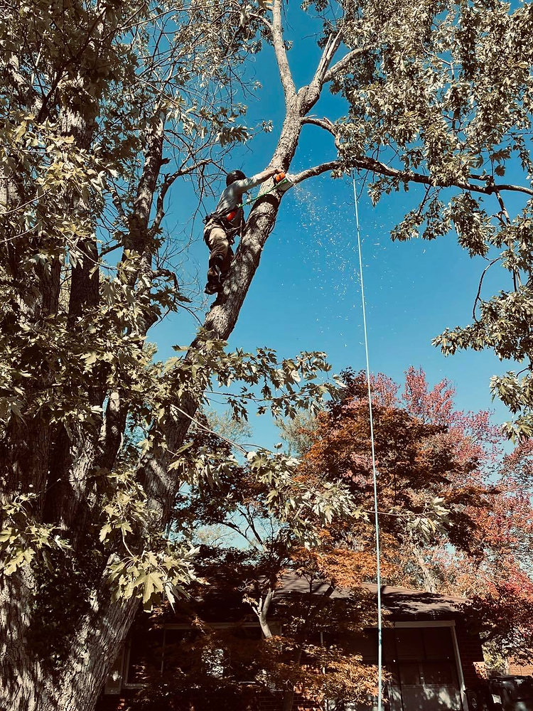 Task Wood Tree Complete Tree Work