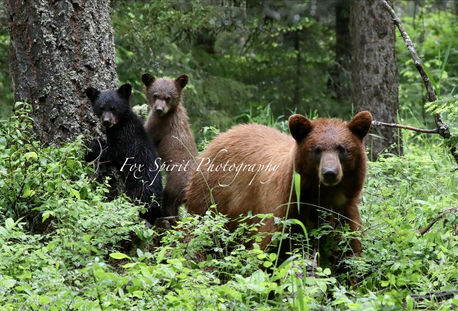 MB-17 Victoria and her Cubs after a Rainstorm