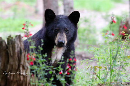 MB-1 Scardey Bear in the Flowers