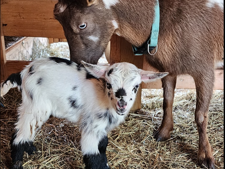 New Kids, Big Changes, and Bright Futures at Tanglefoot Farm