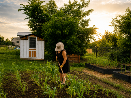 A farmer hoeing in the cornfield