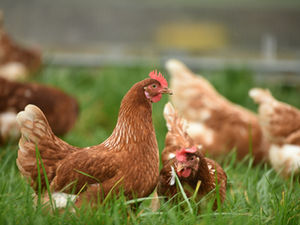 When Chickens Happen 