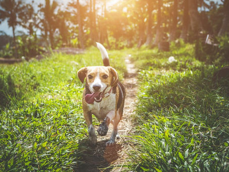Apprenez à "lire" votre chien. 