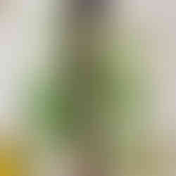 パコ絵画教室の作品