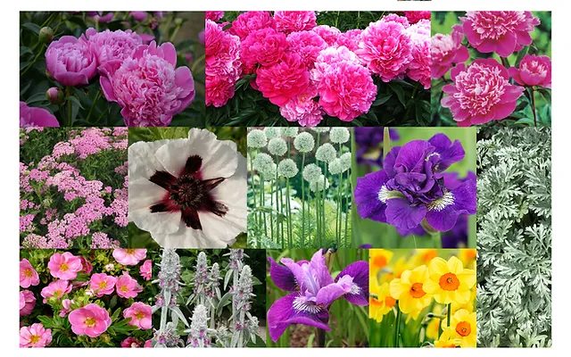 Deer Resistant Gardens Professionally Designed