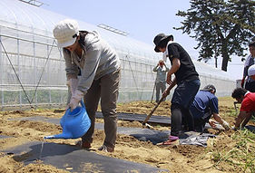 みんなで地野菜