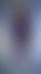 NDEED REGIME designs 2026