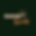 Copy of Rogue Florals (9).png