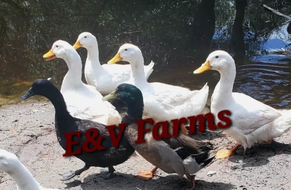 Thumbnail: (6) Barnyard Mix Duck Breeds Hatching Eggs