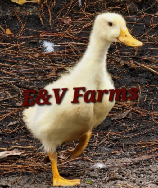 Thumbnail: (6) Barnyard Mix Duck Breeds Hatching Eggs